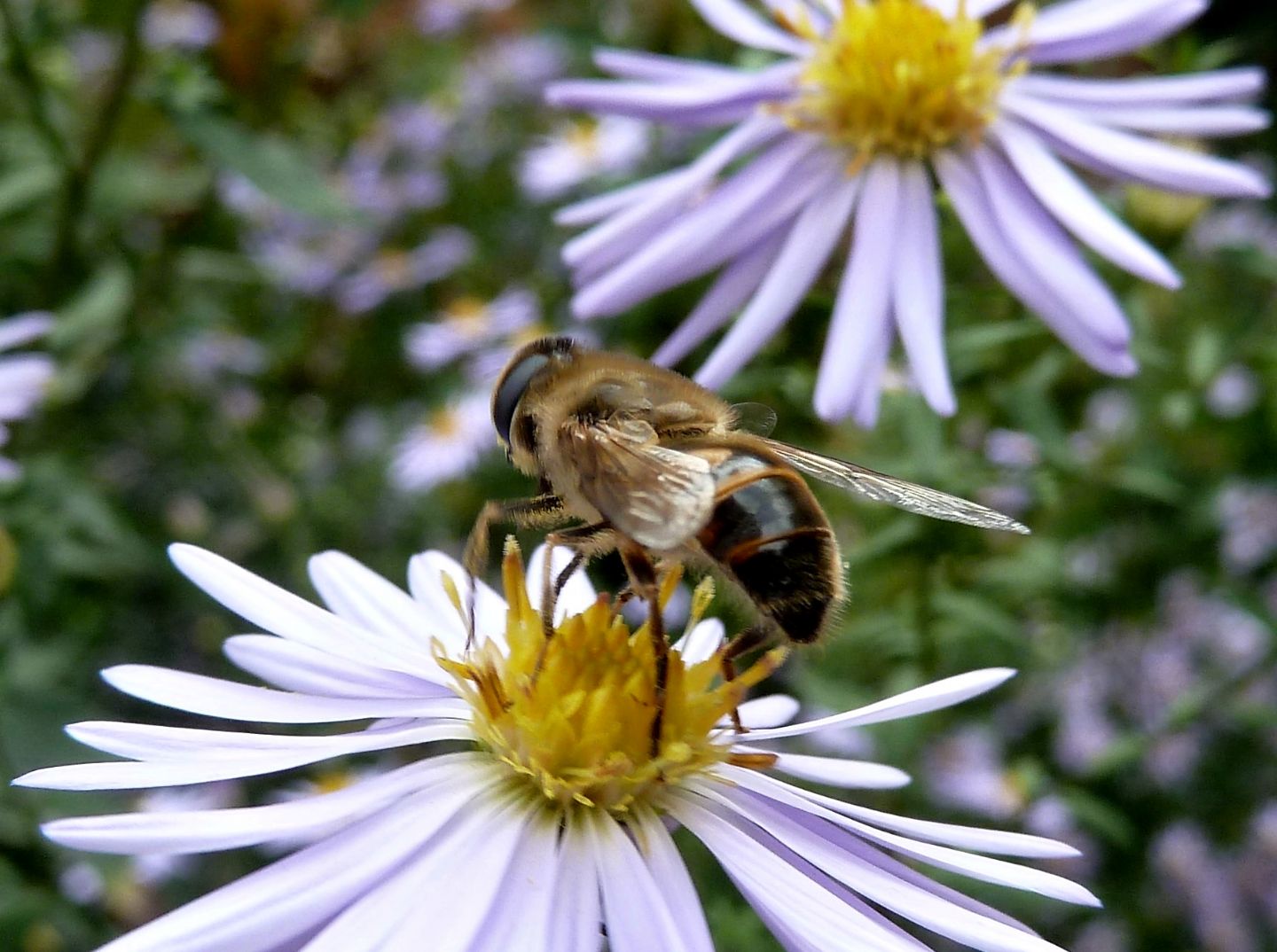 Femmina e maschio di Eristalis tenax